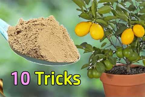 10 TRICKS TO GROW LOTS OF LEMONS | HOW TO GROW LEMON TREE IN POT | CITRUS TREE CARE