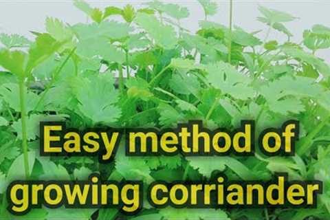 How to grow corriander in pots? | kitchen gardening | grow cilantro at home | dhania @Harum_ki_Amma