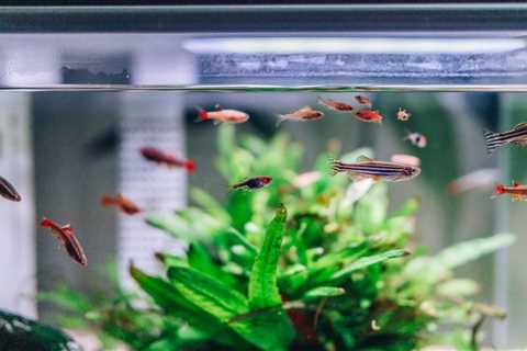 Home Aquarium Ideas Perfect for your House or Apartment