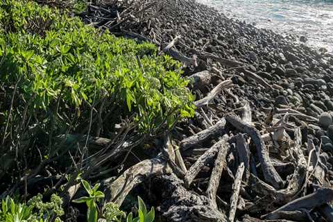 Preserving Hawaii's Coastal Environment with Maui Coastal Land Trust