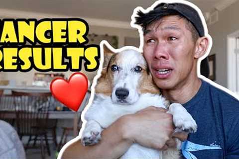 Results From My Corgi''s Cancer Scan || Life After College: Ep. 766