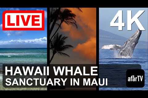 🌎 LIVE in 4K: Hawaii Humpback Whale Marine Sanctuary in Maui, Hawaii