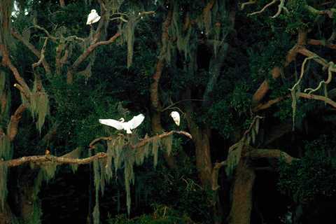 The Man Planting Live Oaks to Save Louisiana’s Coastal Ridges