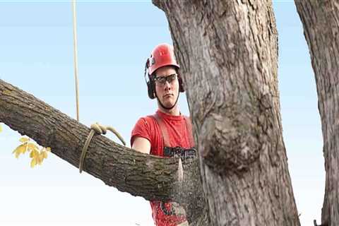 What are the best states for tree service business?