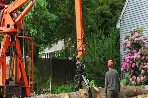 Attract More Buyers: Using Tree Removal Service To Sell House In Broward County