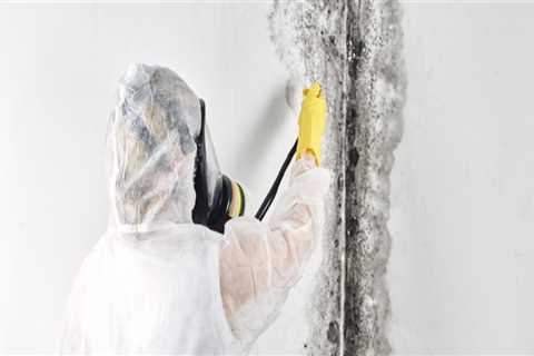 Preparing For A Successful Remodel: The Importance Of Mold Removal In Philadelphia