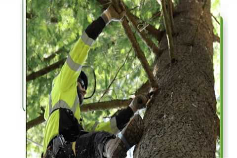 How Can Professional Tree Cutting Services Enhance Your Portland Property's Curb Appeal