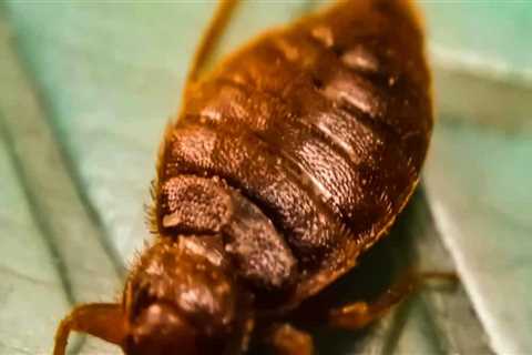 The Ultimate Guide To Bed Bug Control In Fayetteville: Why Home Inspections Matter