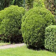 Revitalize Your Yard: Expert Landscaping And Tree Care Strategies For Maximizing Curb Appeal In..