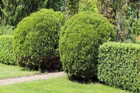 Revitalize Your Yard: Expert Landscaping And Tree Care Strategies For Maximizing Curb Appeal In..