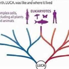 LUCA the common ancestor