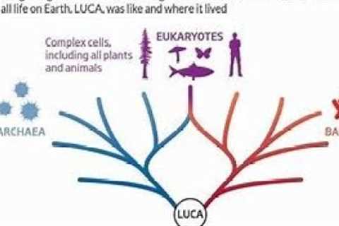 LUCA the common ancestor
