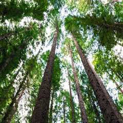 Living With Wood: How Natural Materials Influence Health and Well-Being