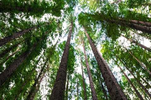Living With Wood: How Natural Materials Influence Health and Well-Being