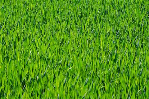 Elevate Your Waxhaw Home with Synthetic Grass