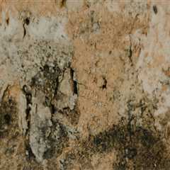 Mold Remediation in Mt. Pleasant, SC: How Home Inspection Services Can Protect Your Property