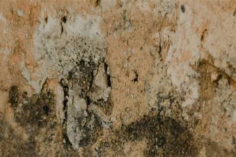 Mold Remediation in Mt. Pleasant, SC: How Home Inspection Services Can Protect Your Property