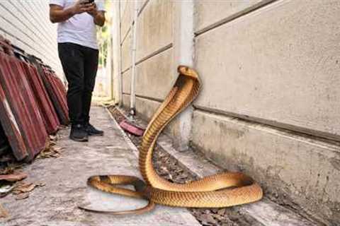 Deadly Snake In Her Yard