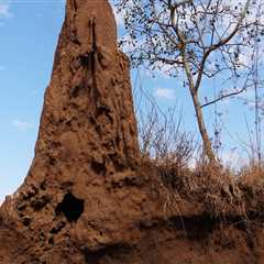 Protect Your Manufactured Home with Termite Control