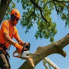 Boost Your Home's Value with Professional Tree Removal