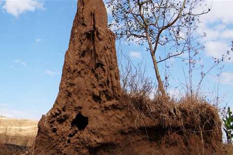 Protect Your Manufactured Home with Termite Control
