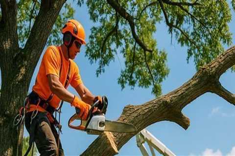 Boost Your Home's Value with Professional Tree Removal